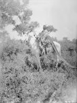 [Shot in the Hand, on horseback holding lance, shield and wearing a war shirt] 1910.jpg