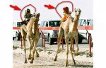 robot-camels_1451044i.jpg