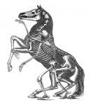 horse-anatomy-diagrams-02.jpg