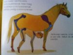 Horse And Human Anatomy.jpg