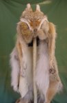 coyote hat with legs front.JPG
