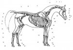 skeleton_of_the_horse.jpg
