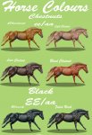 horse_colours 1.jpg