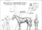 proportions-horse-anatomy-27.jpg