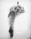 Wolf Skin. Worn by Wiyaka Wanzila One Feather, Dakota.jpg
