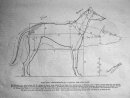 proportions of a dog and wolf Ernest Thompson Seton .jpeg