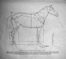 proportions of a horse Ernest Thompson Seton .jpeg