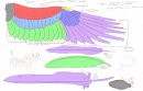 Bird_Anatomy__Wing_and_Feather_by_callmeLittleDregon.jpg