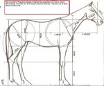 horse-proportion-diragram-21360652.jpg