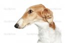 depositphotos_5408111-Russian-borzoi-wolfhound-dog-head.jpg