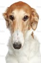 depositphotos_5474954-Russian-Borzoi-dog.-Head-profile-close-up-portrait.jpg