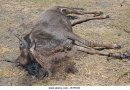 dead-wildebeest-following-2008-drought-crescent-island-lake-naivasha-b7fe93.jpg