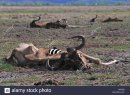 dead-wildebeest-lying-strewn-over-the-savanna-during-the-worst-drought-DXFB58.jpg