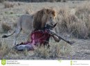 lion-wildebeest-kill-11990960.jpg