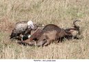 vulture-eating-dead-wildebeest-n-east-africa-sernegeti-cpkk3p.jpg