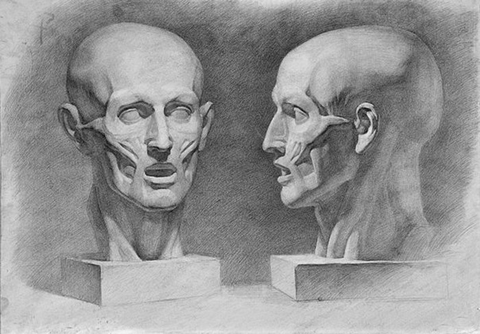 18-2-Facial-Anatomy-3.jpg