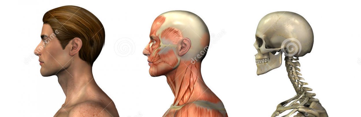 anatomical-overlays-male-head-shoulders-profile-1356660.jpg
