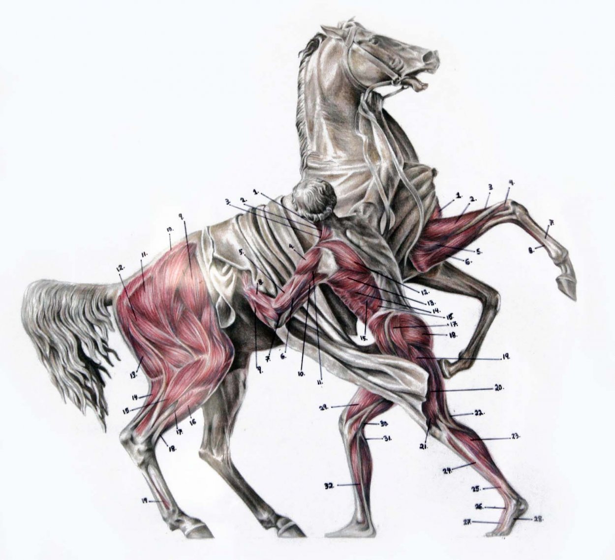 horse-anatomy2.jpg
